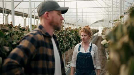 A-sad-girl-with-red-hair-a-farmer-communicates-with-her-colleague-and-examines-the-tied-and-dry-strawberry-bushes-in-a-greenhouse-on-the-farm