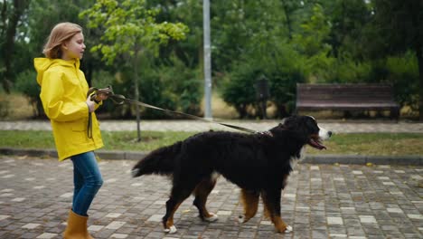 A-brunette-girl-in-a-yellow-jacket-walks-a-dog-and-holds-it-on-a-leash-while-a-pet-walks-forward-along-an-alley-in-a-park-after-the-rain