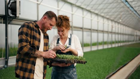 A-happy-blond-guy-with-a-beard-and-his-girlfriend-a-farmer-arrange-seedlings-and-examine-them-on-a-special-stand-among-young-plants-in-a-greenhouse-on-a-farm