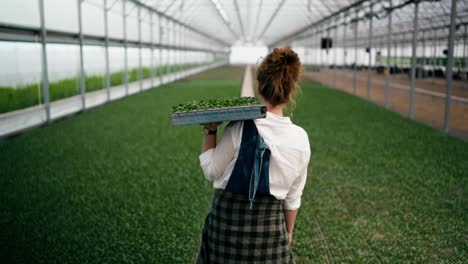 Rückansicht-Einer-Selbstbewussten-Bäuerin-Mit-Roten-Lockigen-Haaren,-Die-Pflanzensprossen-Auf-Ihren-Schultern-Trägt-Und-Am-Gewächshaus-Auf-Der-Farm-Entlang-Geht