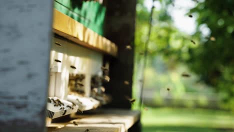 Bienen-Fliegen-In-Zeitlupe-Durch-Einen-Obstgarten-In-Einen-Bienenstand