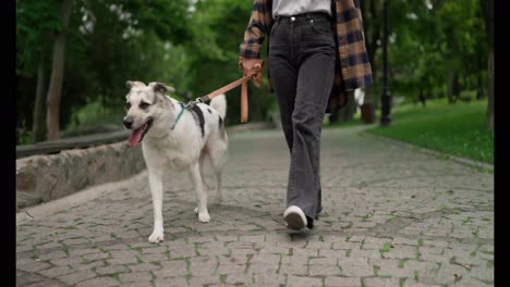 Close-up-a-white-dog-with-black-spots-on-a-leash-walks-with-its-owner-along-the-alley-of-the-park