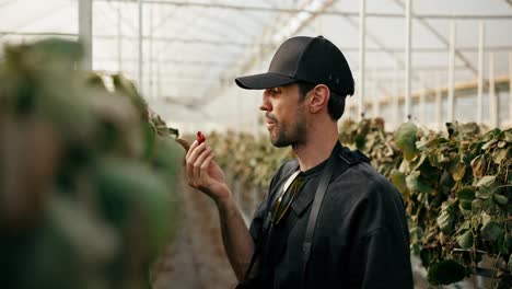 Brunette-guy-Farmer-in-a-black-cap-tastes-the-strawberry-harvest-and-inspects-rows-of-wilted-strawberries-in-a-greenhouse-on-the-farm