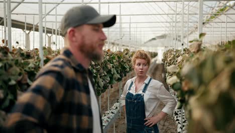 Confused-and-sad-girl-Farmer-with-red-hair-communicates-with-her-fellow-guy-about-wilted-and-dry-strawberries-in-a-greenhouse-on-the-farm