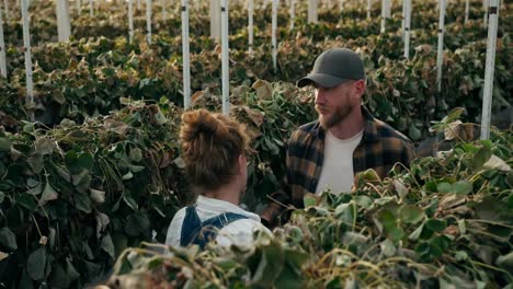 Male-Farmer-consoles-his-female-colleague-after-harvesting-dried-strawberry-bushes-on-the-farm.-Lean-season-and-dried-wilted-strawberry-bushes-in-a-greenhouse-on-a-farm