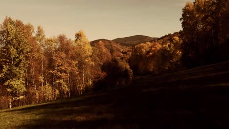 Erstaunliche,-Verträumte-Waldansicht-Durch-4K-Drohne