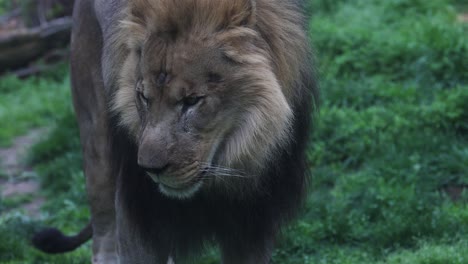 Closeup-macro-portrait-of-male-lion-staring-at-camera