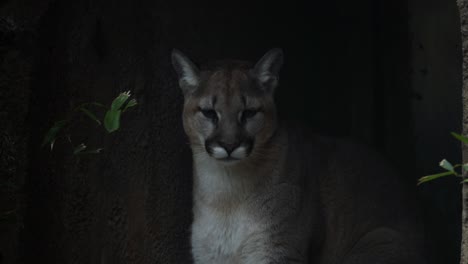 Mountain-Lion-in-the-shadows-waiting-for-prey