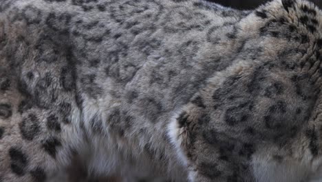 Upclose-macro-shot-of-snow-leopard-fur