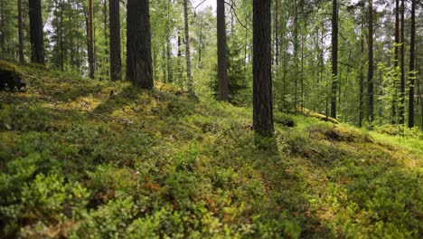 Vista-Aérea-Del-Bosque-En-Finlandia.-Hermosa-Naturaleza-De-Finlandia.