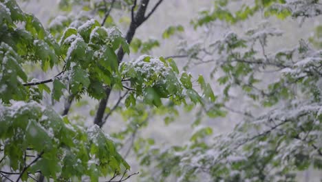 Snowfall-on-green-spring-leaves.-The-non-punishability-of-weather-and-climate-change-on-planet-earth.