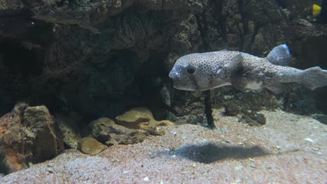 Stachelflossen-Stachelschweinfisch-(Diodon-Hystrix),-Auch-Als-Gefleckter-Stachelschweinfisch-Bekannt