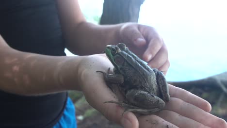 Frosch-Wird-Gehalten-Und-Gestreichelt