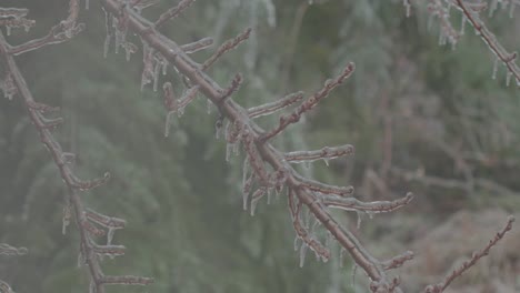 Details-Von-Ästen,-Die-Teilweise-Durch-Einen-Strom-Aus-Weißem-Nebel-Verdeckt-Sind