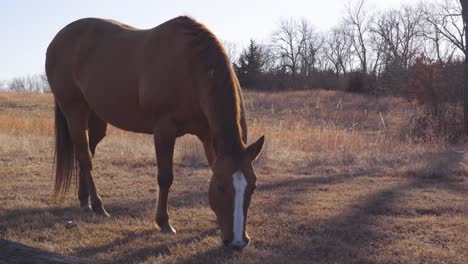 A-horse-enjoys-a-nice-graze