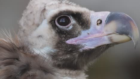 Cinereous-vulture-(Aegypius-monachus)-is-a-large-raptorial-bird-that-is-distributed-through-much-of-temperate-Eurasia.-It-is-also-known-as-the-black-vulture,-monk-or-Eurasian-black-vulture.