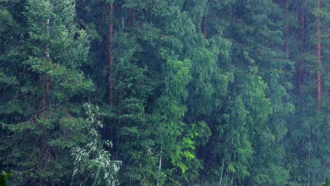 Lluvia-Sobre-El-Fondo-De-Un-Bosque-De-Coníferas.