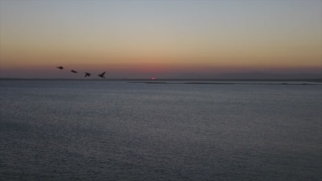 Brid-Fly-Mit-Sonnenuntergang-Hintergrund