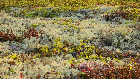 Arctic-Tundra-lichen-moss-close-up.-Found-primarily-in-areas-of-Arctic-Tundra,-alpine-tundra,-it-is-extremely-cold-hardy.-Cladonia-rangiferina,-also-known-as-reindeer-cup-lichen.