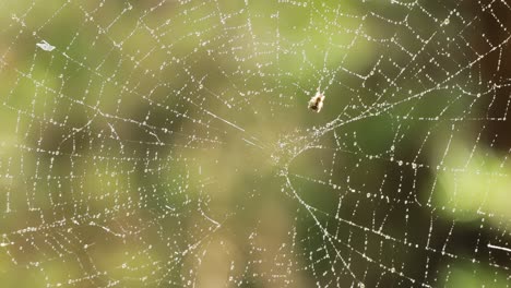 Raindrops-on-the-spider-web.-Cobwebs-in-small-drops-of-rain.