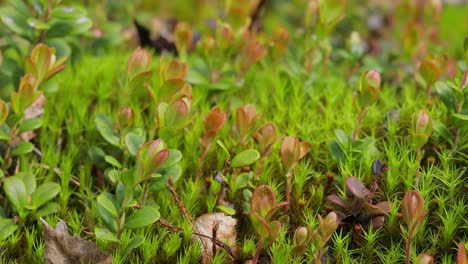 Arctic-Tundra-lichen-moss-close-up.-Found-primarily-in-areas-of-Arctic-Tundra,-alpine-tundra,-it-is-extremely-cold-hardy.-Cladonia-rangiferina,-also-known-as-reindeer-cup-lichen.