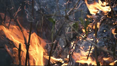 Forest-fire-in-close-up.-The-branches-of-shrubs-and-trees-are-burning-and-smoking.-Wildfires-caused-by-arson-or-nature.-Shot-on-super-slow-motion-camera-1000-fps.