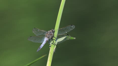 Dragonfly-Libellula-depressa,-the-broad-bodied-chaser-or-broad-bodied-darter,-is-one-of-the-most-common-dragonflies-in-Europe-and-central-Asia.