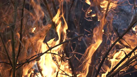 Forest-fire-in-close-up.-The-branches-of-shrubs-and-trees-are-burning-and-smoking.-Wildfires-caused-by-arson-or-nature.-Shot-on-super-slow-motion-camera-1000-fps.