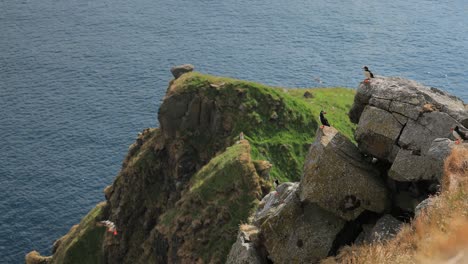 Atlantic-puffin-(Fratercula-arctica),-on-the-rock-on-the-island-of-Runde-(Norway).