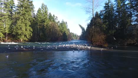 Seagulls-feeding-in-the-fall-along-the-riverbank