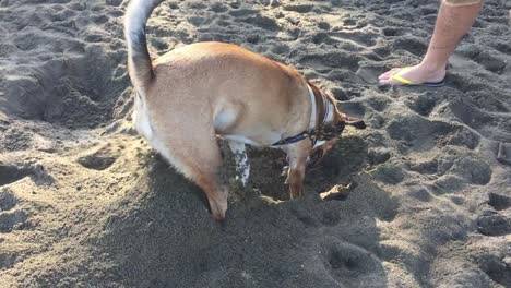 Hund-Buddelt-Im-Sand