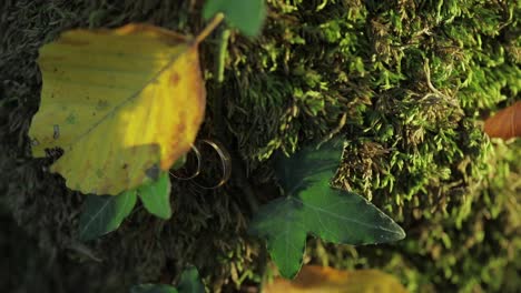 Wedding-rings-in-mosa-and-leaves-on-a-tree-bark.-Jewelry-at-the-wedding