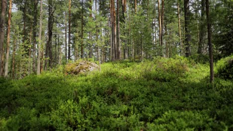 Luftaufnahme-Des-Waldes-In-Finnland.-Wunderschöne-Natur-Finnlands.