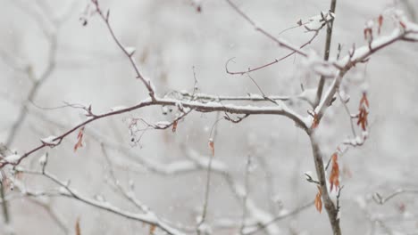 Tree-branches-on-the-background-of-snowfall.-Flakes-of-snow-falling-down-winter-landscape.