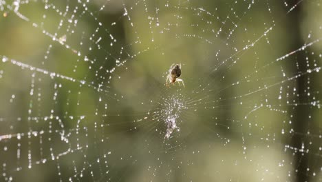 Raindrops-on-the-spider-web.-Cobwebs-in-small-drops-of-rain.