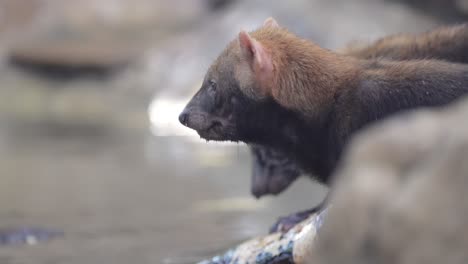 Waldhund-(Speothos-Venaticus)-In-Der-Natur.-Waldhunde-Kommen-Von-Panama-In-Mittelamerika-Bis-In-Weite-Teile-Südamerikas-Vor.