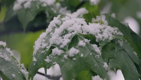 Schneefall-Auf-Grünen-Frühlingsblättern.-Die-Unstrafbarkeit-Von-Wetter-Und-Klimawandel-Auf-Dem-Planeten-Erde.