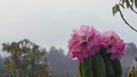 Flor-De-Rododendro-En-Las-Montañas-Del-Himalaya