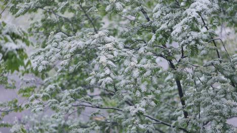 Schneefall-Auf-Grünen-Frühlingsblättern.-Die-Unstrafbarkeit-Von-Wetter-Und-Klimawandel-Auf-Dem-Planeten-Erde.