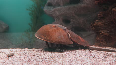 El-Cangrejo-Herradura-Del-Atlántico-(Limulus-Polyphemus),-También-Conocido-Como-Cangrejo-Herradura-Americano,-Es-Una-Especie-De-Cangrejo-Herradura,-Un-Tipo-De-Artrópodo-Quelicerado-Marino-Y-Salobre.