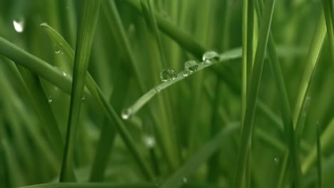 Grünes-Gras,-Regentropfen-In-Nahaufnahme,-Die-Langsam-Auf-Das-Gras-Fallen.