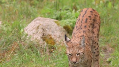 Der-Eurasische-Luchs-(Lynx-Lynx)-Im-Wald.