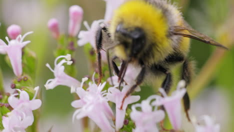 Hummel-Sammelt-An-Sonnigen-Tagen-Blütennektar.-Hummel-In-Makroaufnahme-In-Zeitlupe.