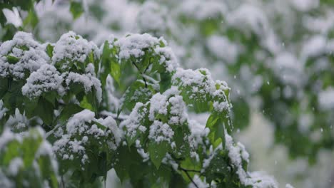 Schneefall-Auf-Grünen-Frühlingsblättern.-Die-Unstrafbarkeit-Von-Wetter-Und-Klimawandel-Auf-Dem-Planeten-Erde.