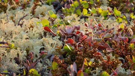 Flechtenmoos-Der-Arktischen-Tundra-Aus-Nächster-Nähe.-Es-Kommt-Hauptsächlich-In-Gebieten-Der-Arktischen-Tundra-Und-Der-Alpentundra-Vor-Und-Ist-äußerst-Kälteresistent.-Cladonia-Rangiferina,-Auch-Als-Rentierbecherflechte-Bekannt.