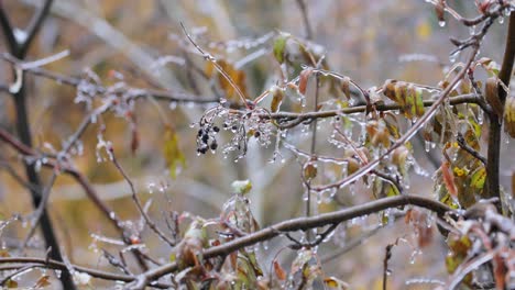 Blätter-Und-Äste-Des-Baumes-Erfroren-Beim-Ersten-Morgenfrost-Im-Spätherbst.