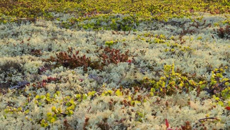 Flechtenmoos-Der-Arktischen-Tundra-Aus-Nächster-Nähe.-Es-Kommt-Hauptsächlich-In-Gebieten-Der-Arktischen-Tundra-Und-Der-Alpentundra-Vor-Und-Ist-äußerst-Kälteresistent.-Cladonia-Rangiferina,-Auch-Als-Rentierbecherflechte-Bekannt.