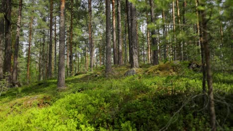 Luftaufnahme-Des-Waldes-In-Finnland.-Wunderschöne-Natur-Finnlands.