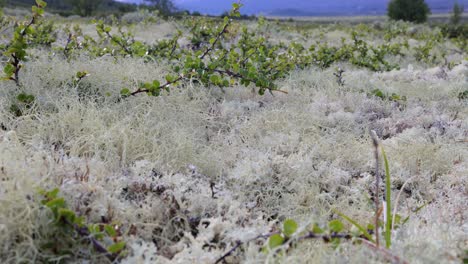 Arktischen-Tundra.-Schöne-Natur-Norwegen-Naturlandschaft.