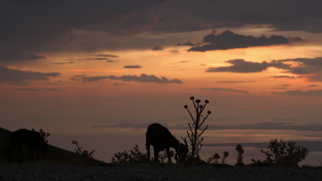 Ziegen-Grasen-Auf-Einem-Hügel-Während-Eines-Ruhigen-Sonnenuntergangs